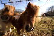 Farmer Freds Ponies